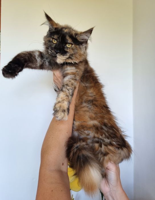 Maine Coon wyjątkowa kotka z rodowodem