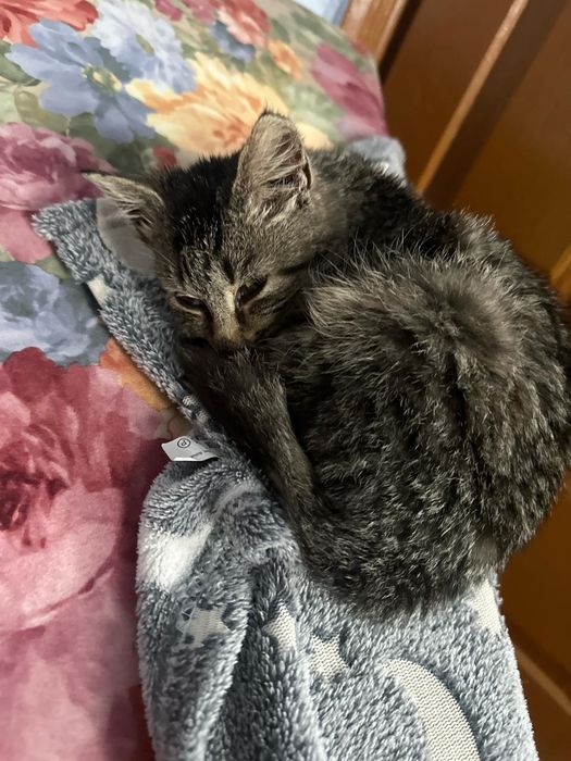 Отдам котят бесплатно