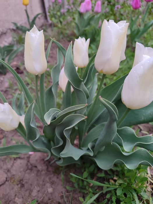 Тюльпани з клумби