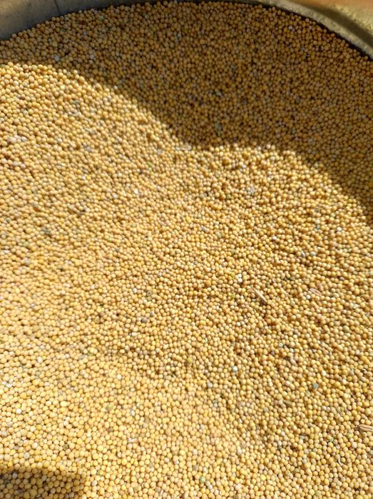 Gorczyca ekologiczna z certyfikatem i fakturą , na poplon . gryka