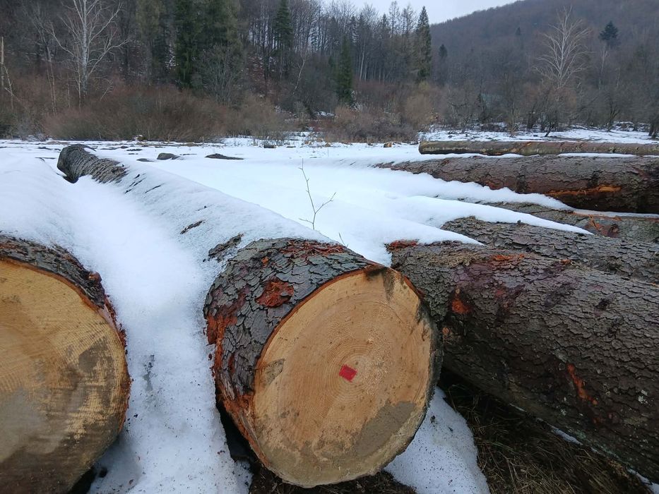 Jodła dłużyca tartaczna , kloce jodłowe.