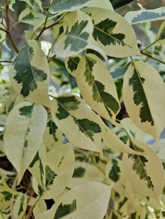 Фикус Старлайт укорененный