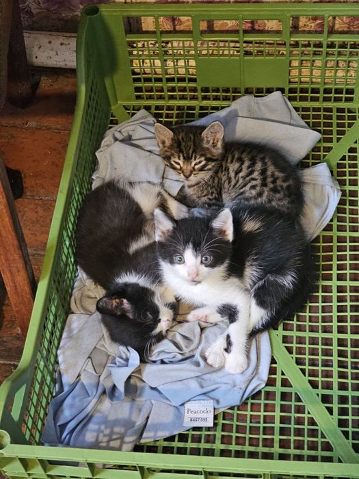 Кошенята мишолови