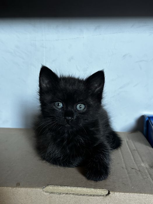 Кошеня дівчинка 2 місяці