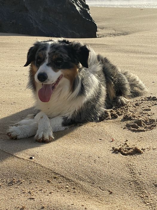 Border Collie  Blue Merle Tricolar( Macho ) (acasalamento )