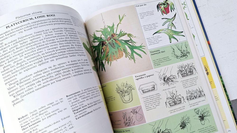 Pielęgnowanie roślin pokojowych