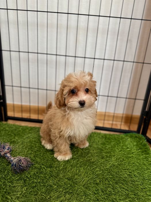 Maltipoo    Ciemna, maluteńka  sunia   ZAREZERWOWANA