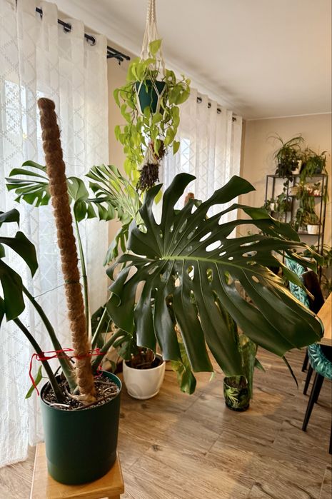 Monstera Big Form