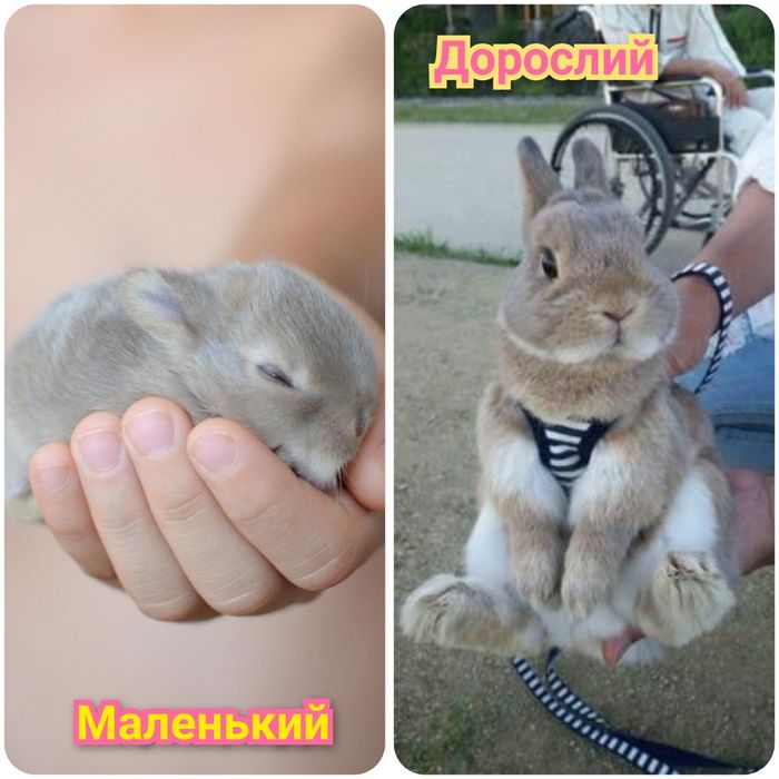 Карликовые мини кролики міні lion lop кролик баранчик вислоухий вислоу