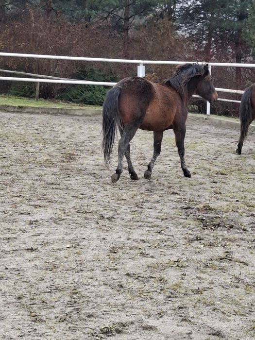 Janosik z Izb wałach