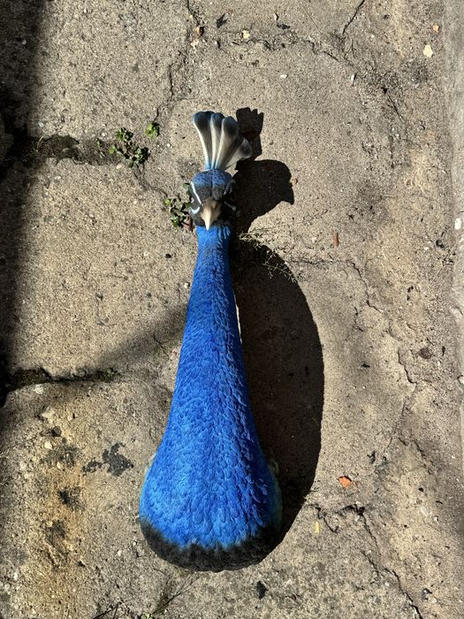 Dekoracja ścienna Peacock 16x68 cm niebieska