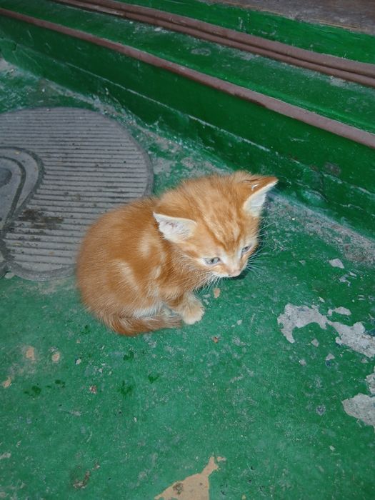 Отдам котят в добрые руки
