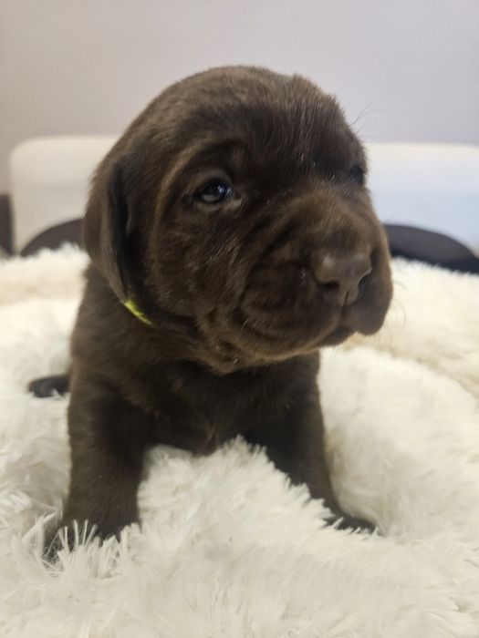 Szczeniaki Labrador Retriver