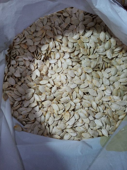 Гарбузове насіння врожай 2025