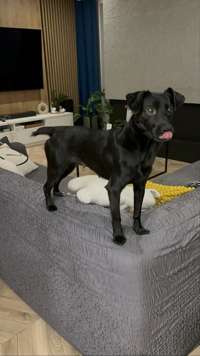 Niunia- delikatna sunia do adopcji.