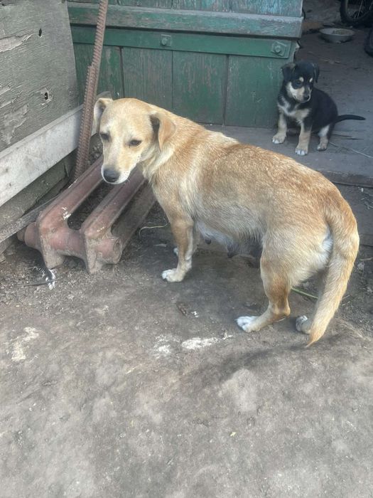 Дівчинка в добрі руки