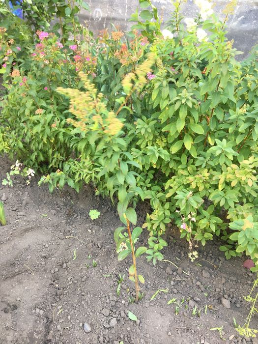 Продам Спіреі різних сортів