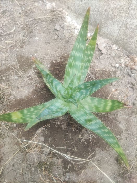 Cato aloe maculata