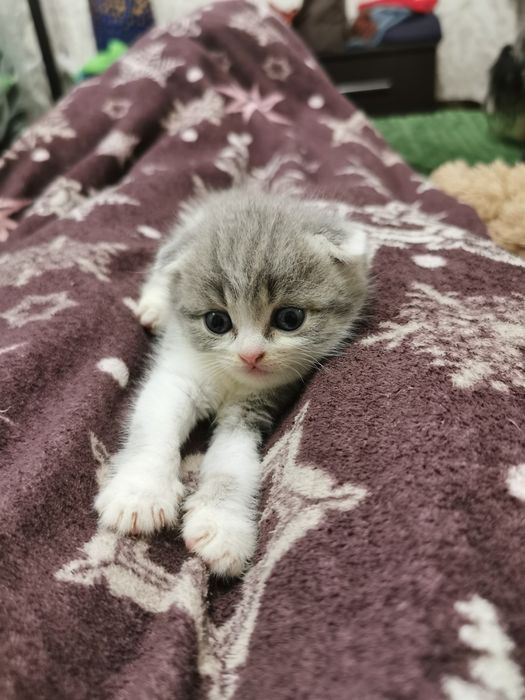 Шотландські кошенята 3500