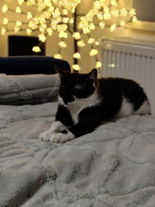 Oddam kocurka 4 miesiecznego