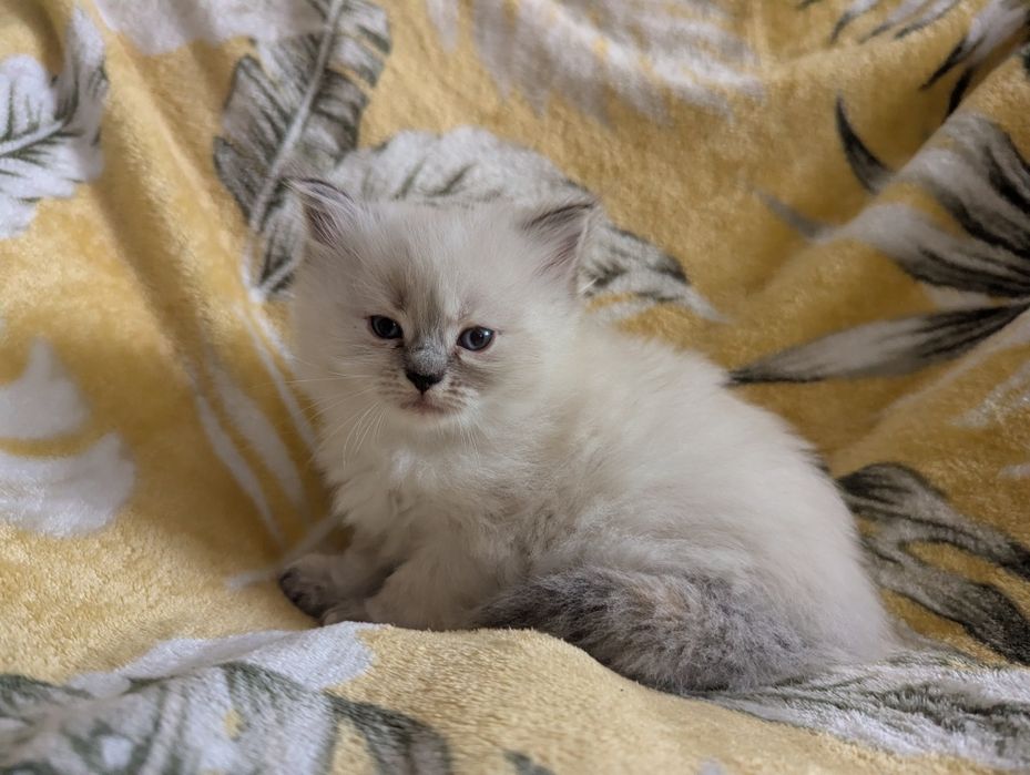 Kot syberyjski. Kotka Neva Masquerade Zoe