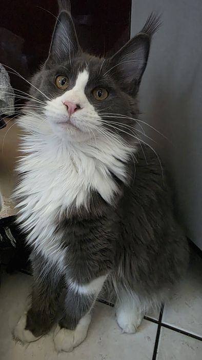 Piękna  kotka z Rodowodem FPL