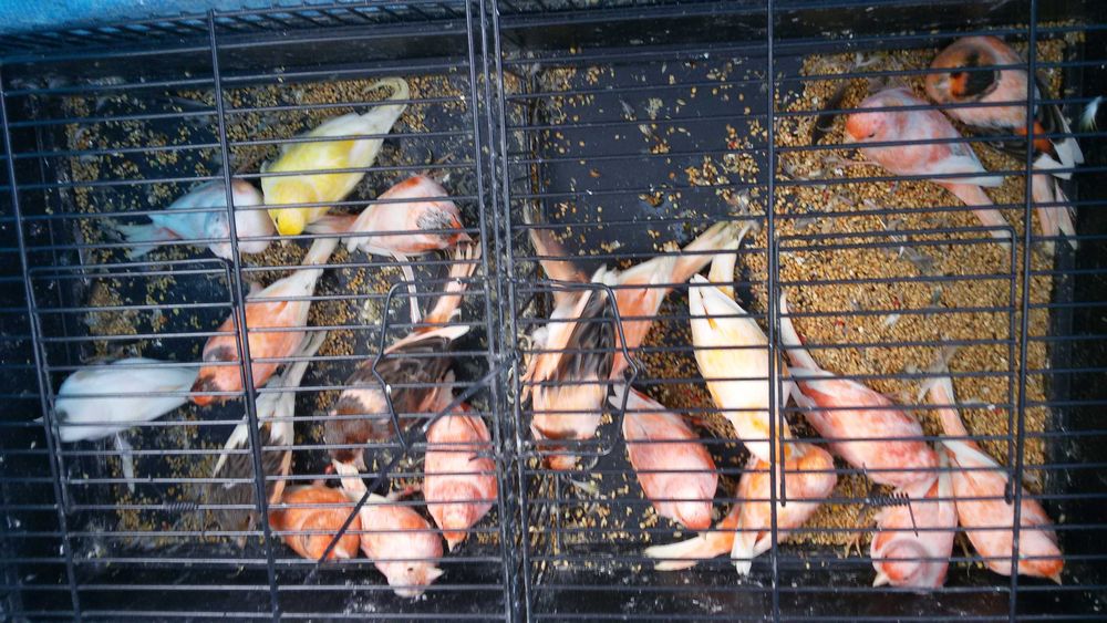 Vendo 300 canários varias raças