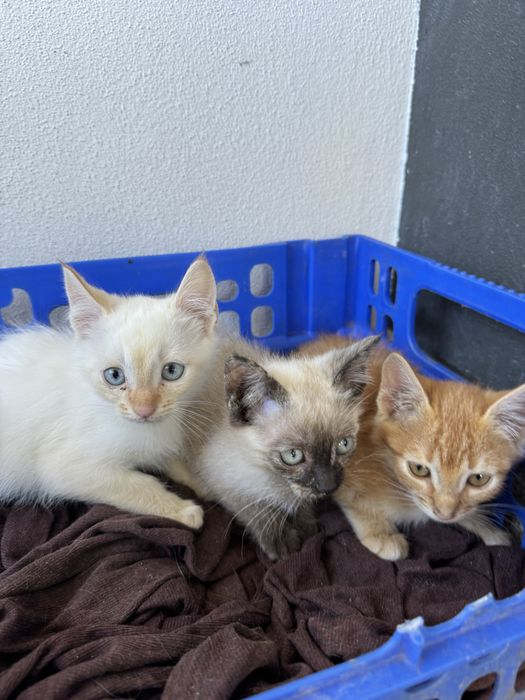 3 gatinhos para adoção