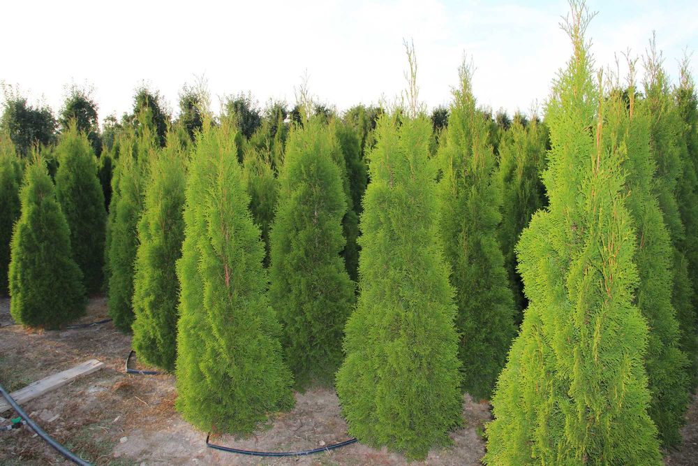 Tuja Szmaragd PROMOCJA Thuja Smaragd 180-200 cm WYPRZEDAŻ - WYSOKIE ROŚLINY, Producent