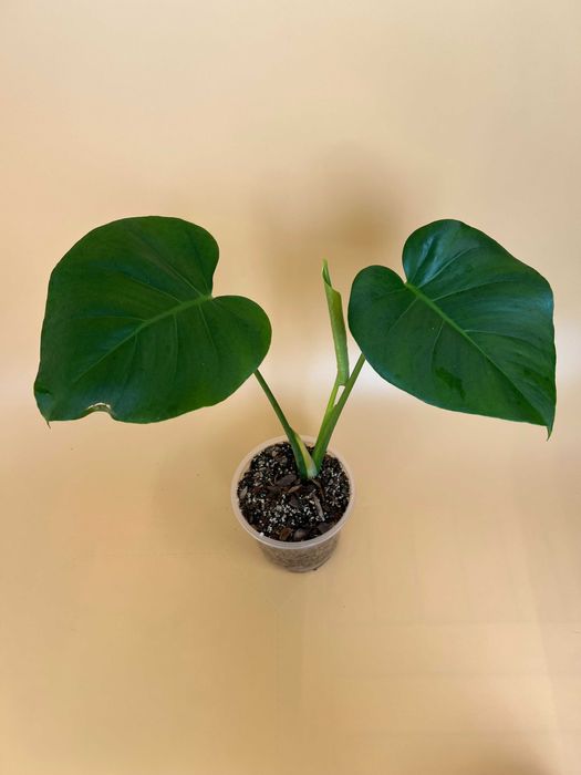 Монстера Делікатесна (Monstera Deliciosa)