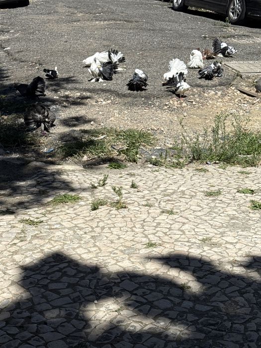 Troca de pombos leque