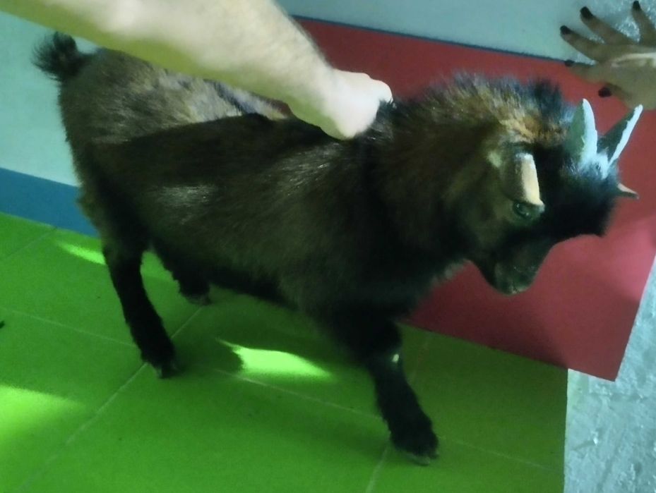 Exclusivas e  Dóceis Cabritas Micro Anãs Camaronesas / Mini Pigs