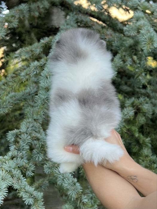 Bardzo piękny szpic pomeranian w rzadkim umaszczeniu biało-niebieski marmurek.