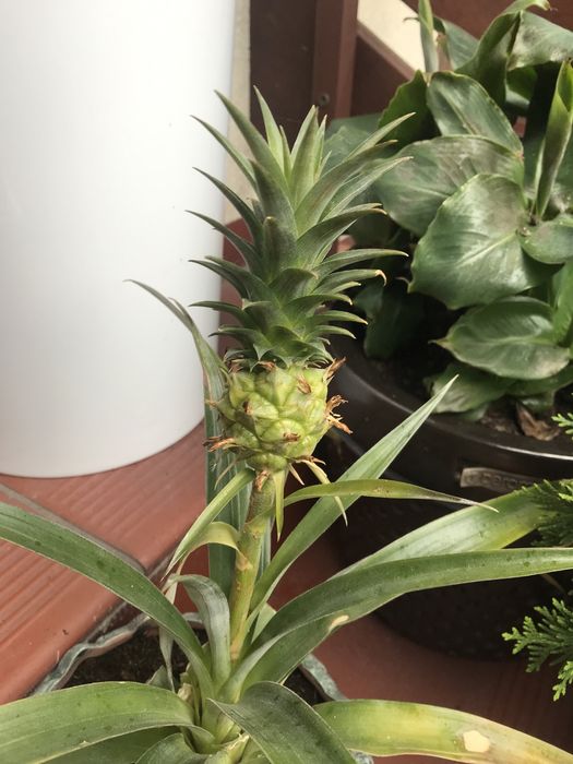 Ananas w doniczce 4 sadzonki