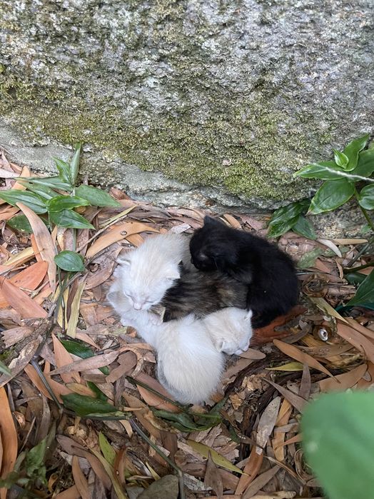 Gatinhos recém nascidos