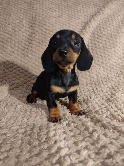 Цуценя мініатюрна такса