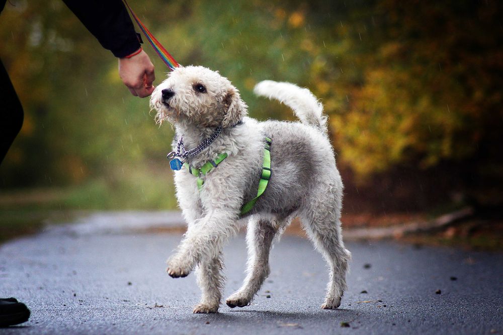 Foksterrier Lulek do adopcji!