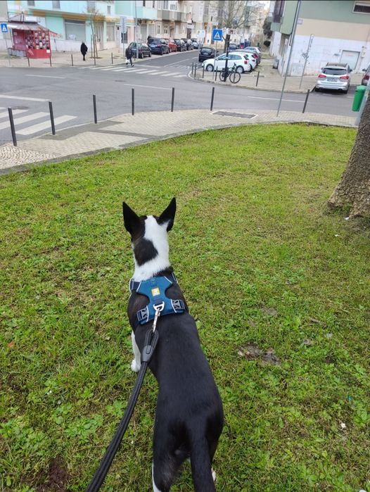 Petsitting e Dog Walking - Lisboa e arredores