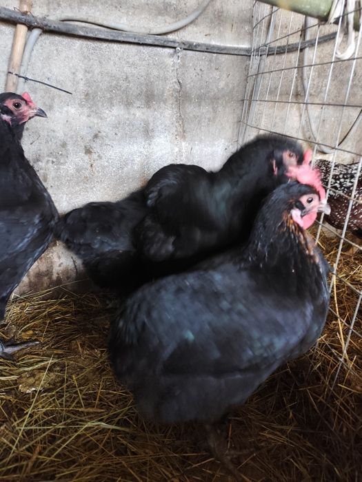 Ovos férteis Oliverejer