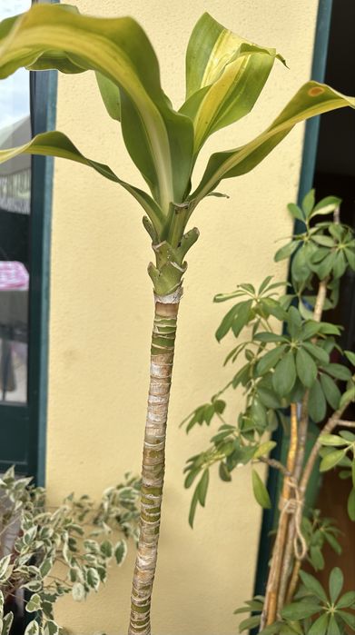 Vendo Plantas com vaso