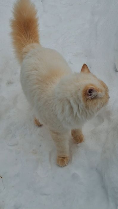 Невська маскарадна новонароджені кошенята. Бронь.