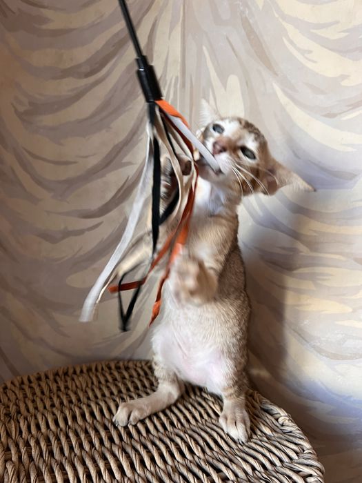 Орієнтальна тигрова дівчинка