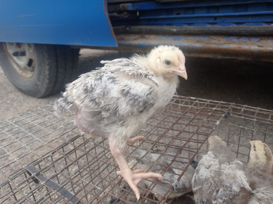 Продаються курчата