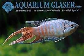 Wielkopłetw wspanialy