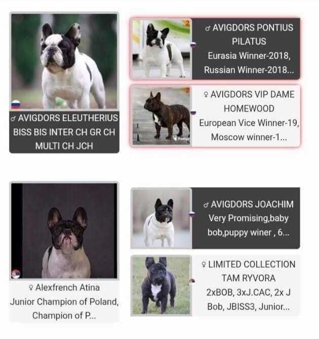 Buldog Francuski FCI ZkwP  Elitarne Pochodzenie
