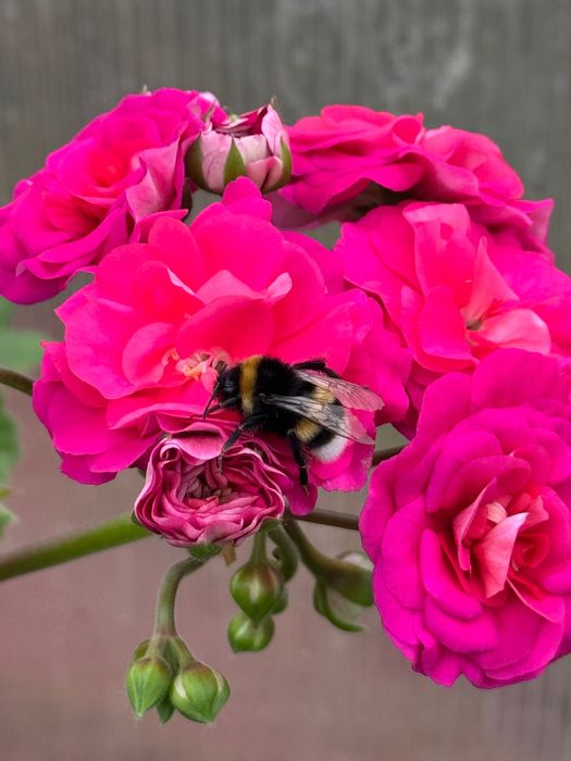 Pelargonia kolekcjonerska sadzonki