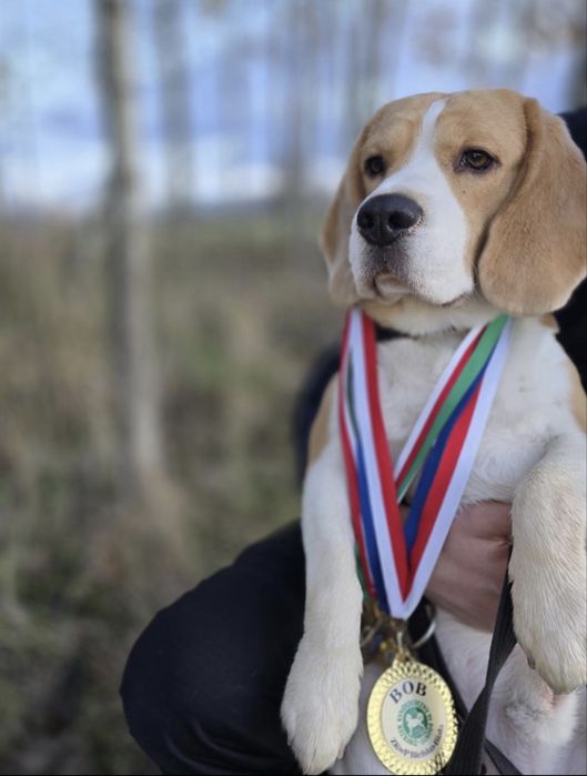 Suczka  Beagle- ZkwP/FCI *Po  Grand Championach* DNA ,Badania