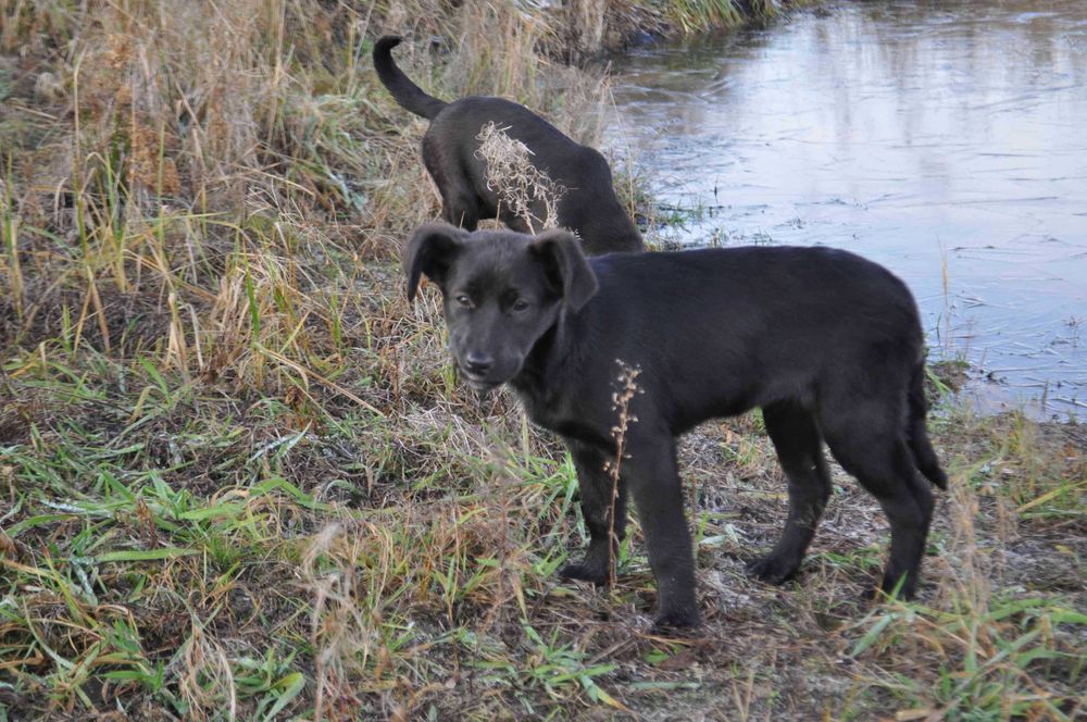 Szczeniaki do adopcji - pies, suka - okolice Hrubieszowa