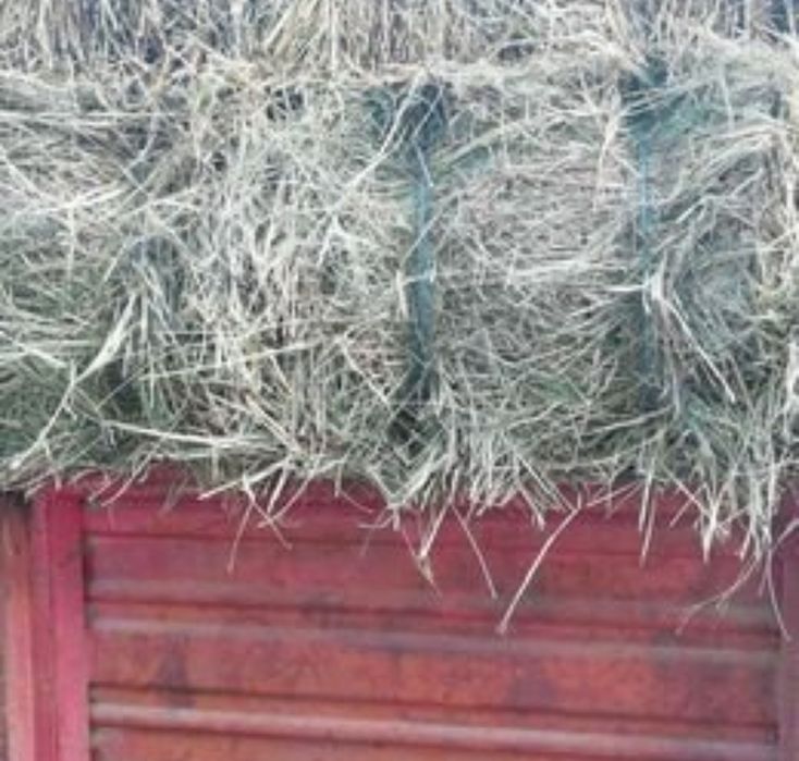 Feno de excelente qualidade