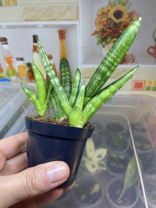 Сансевієрія сорта